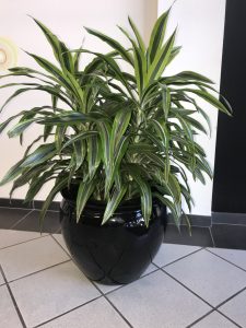 plant in black pot						